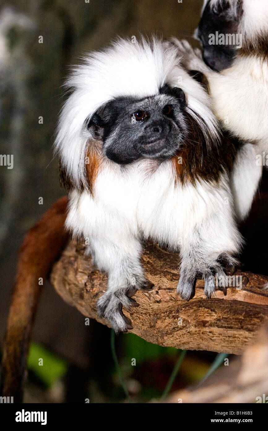 Two Cotton-Top tamarin (Saguinus oedipus) on a branch, Jacksonville Zoological Gardens, Jacksonville, Florida, USA Stock Photo