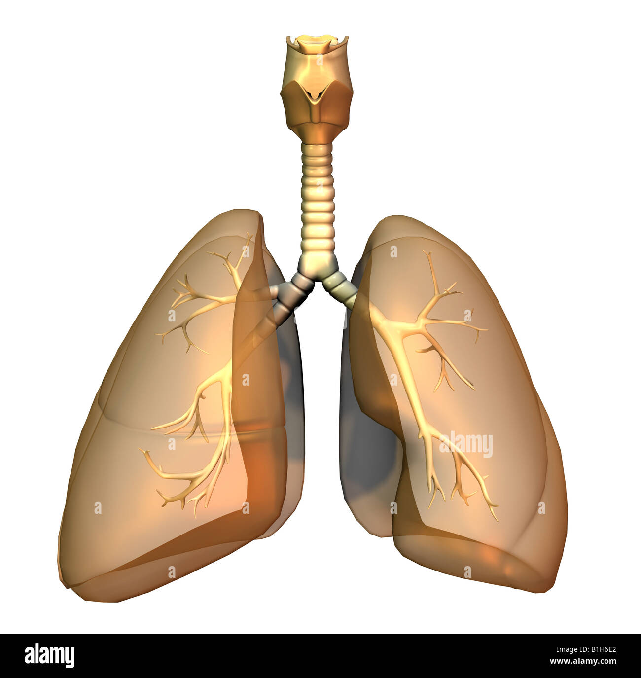 anatomy lungs Stock Photo