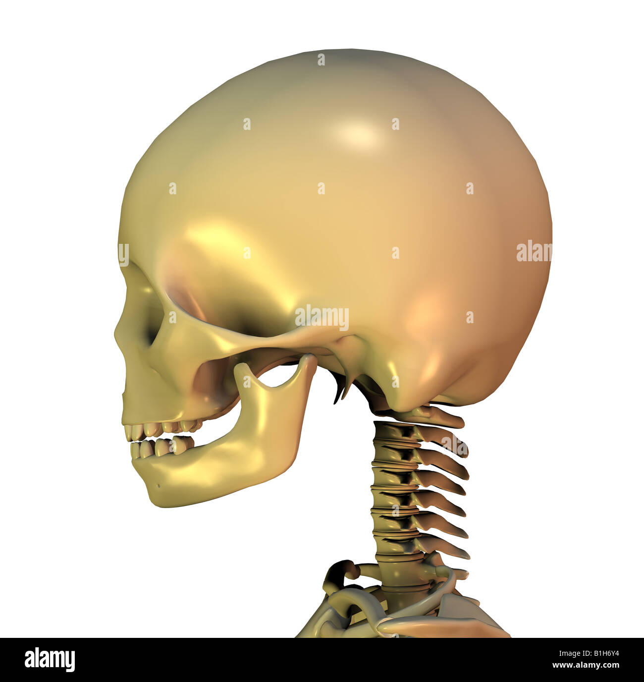 anatomy head Stock Photo Alamy