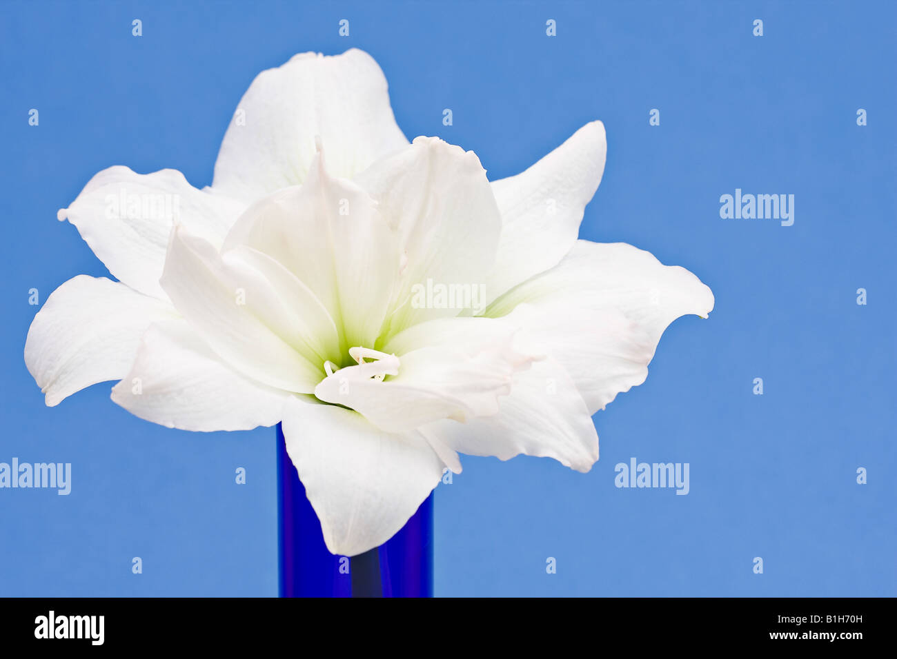Close up of a Double Amaryllis flower 'White Nymph' against a blue background Stock Photo