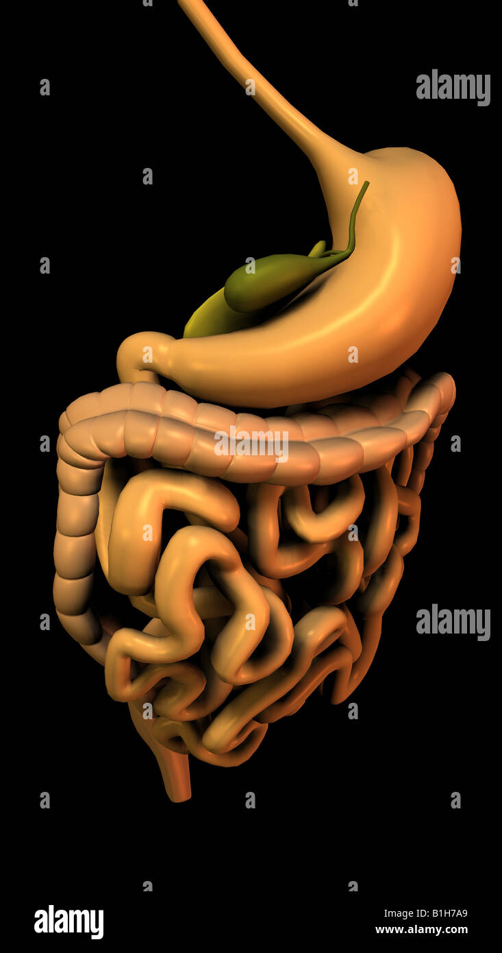 anatomy digestion Stock Photo