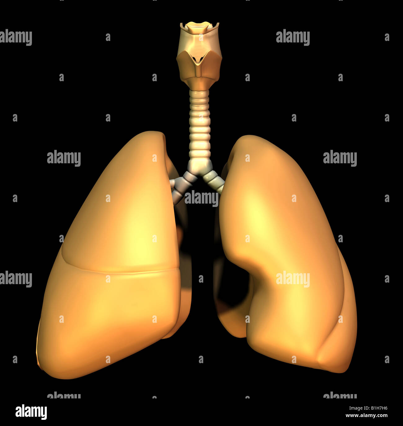 anatomy lungs Stock Photo