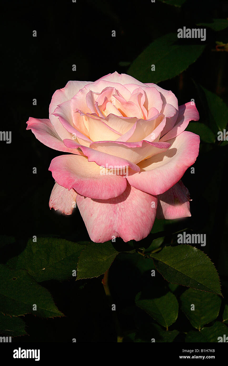 A pink rose hi-res stock photography and images - Alamy