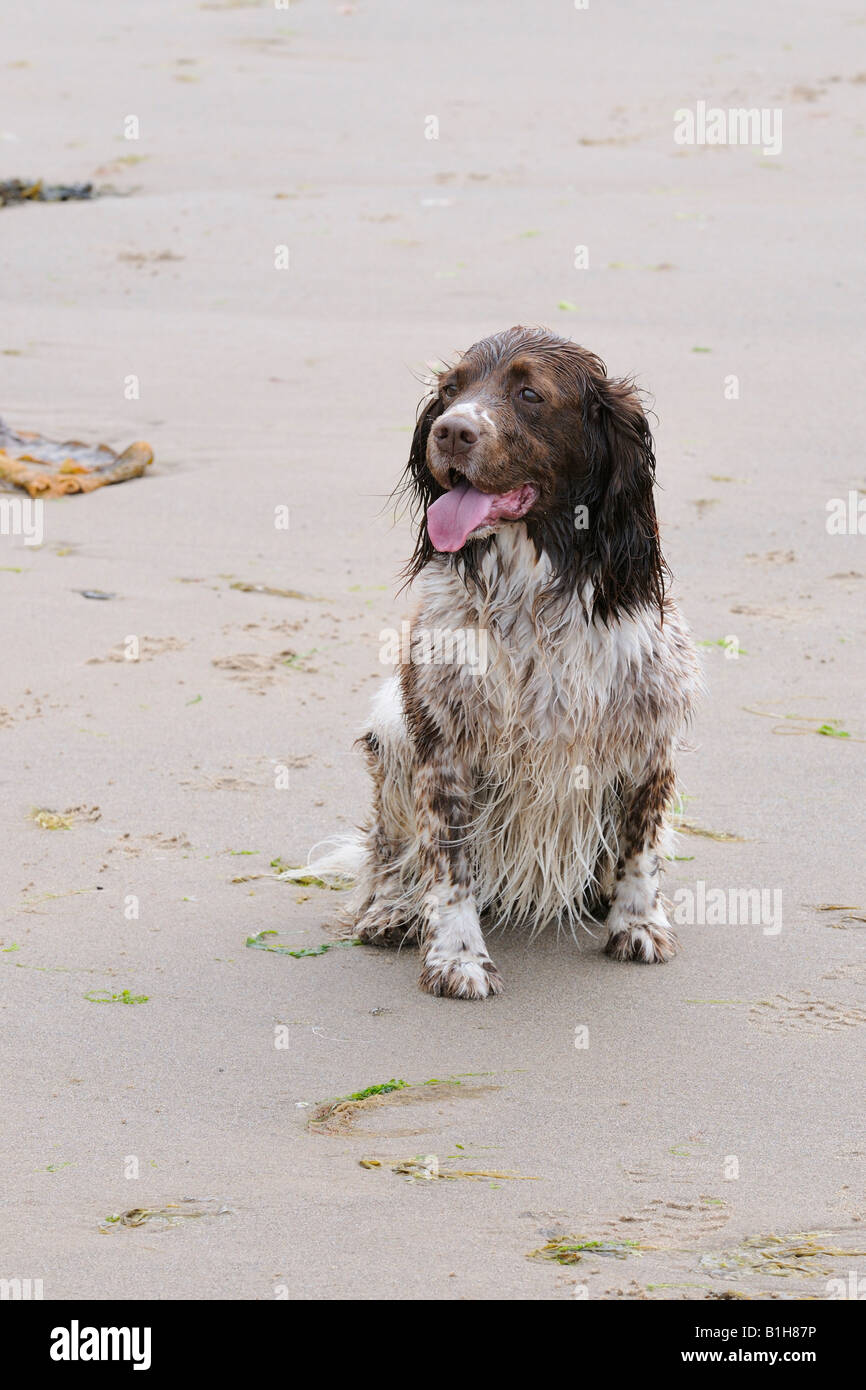 Wet Springer spaniel on beach Stock Photo