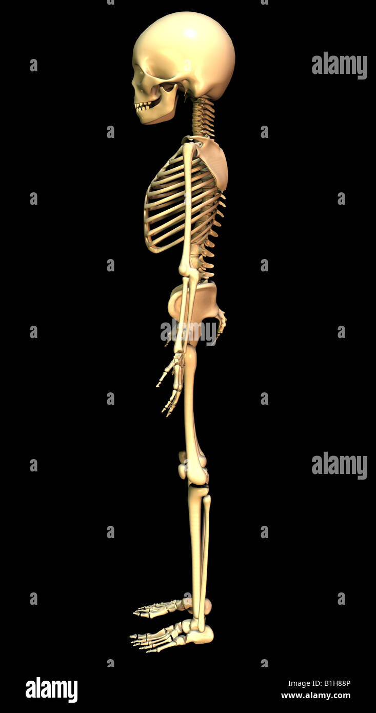 Upper Body Anatomy High Resolution Stock Photography and Images - Alamy