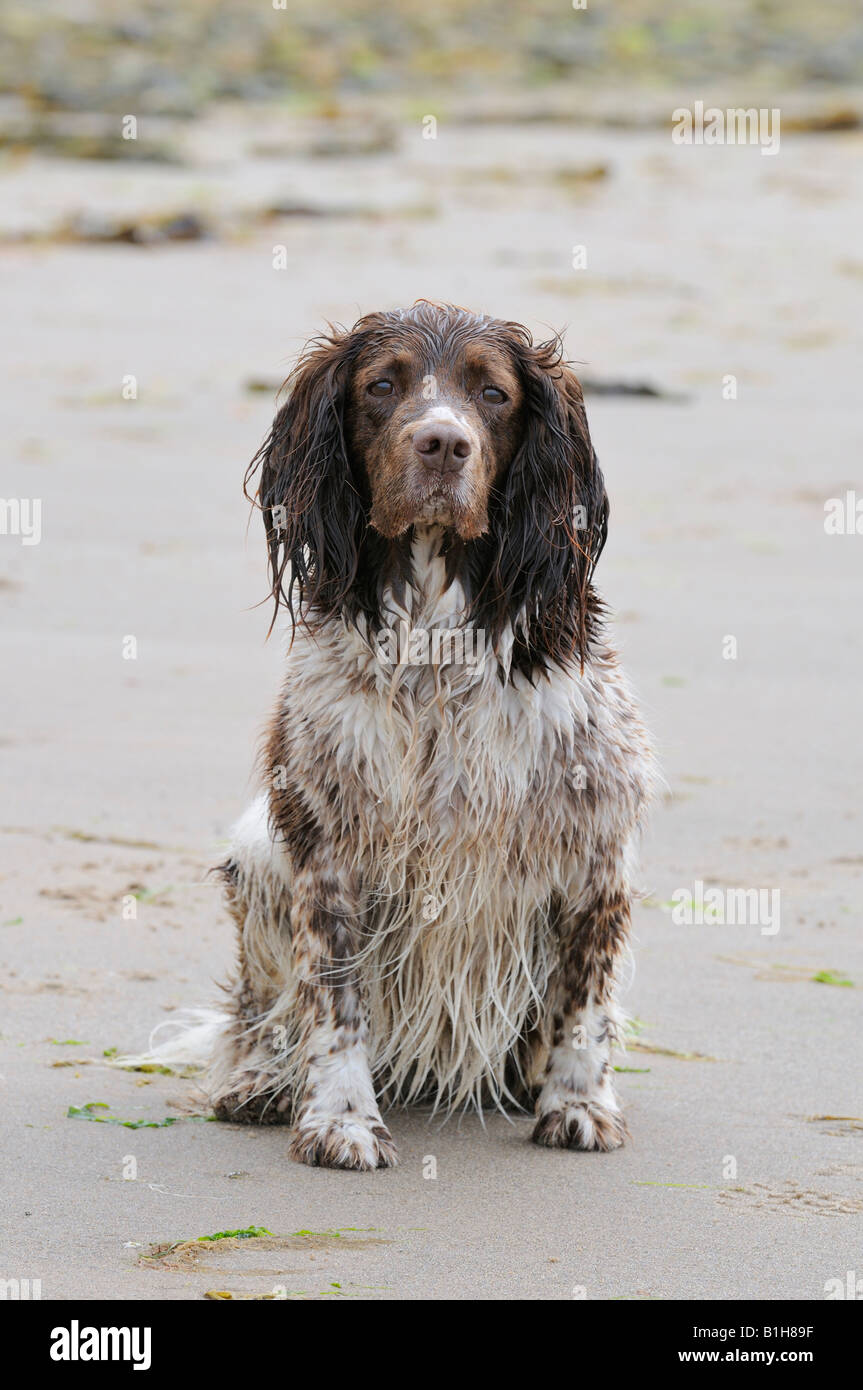 Wet Springer spaniel on beach Stock Photo