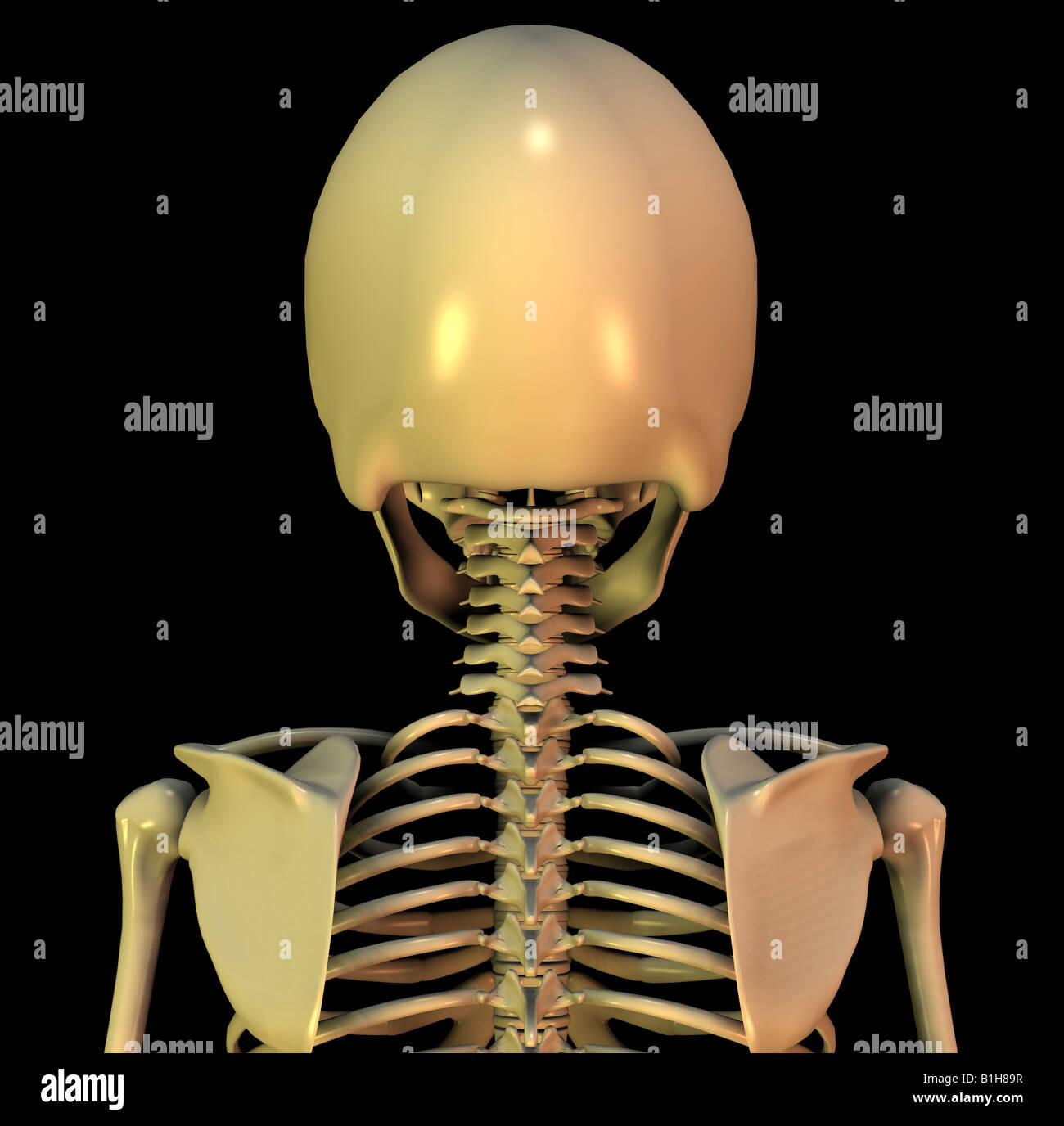 anatomy skeleton Stock Photo Alamy