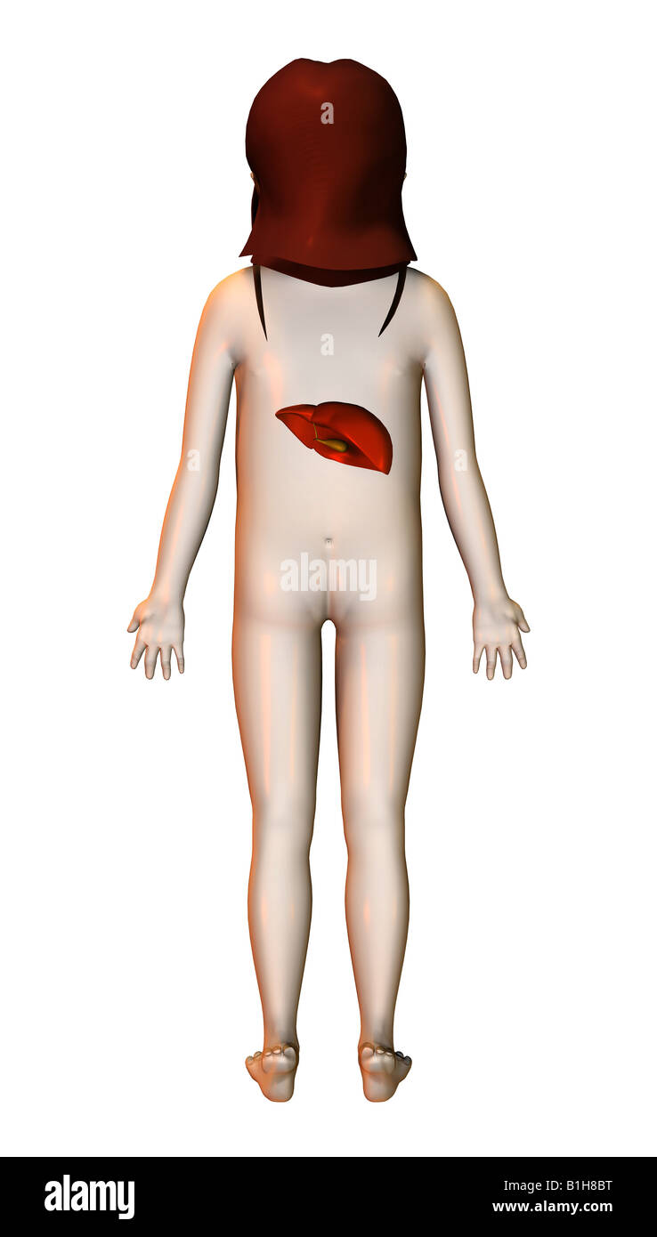 anatomy liver Stock Photo