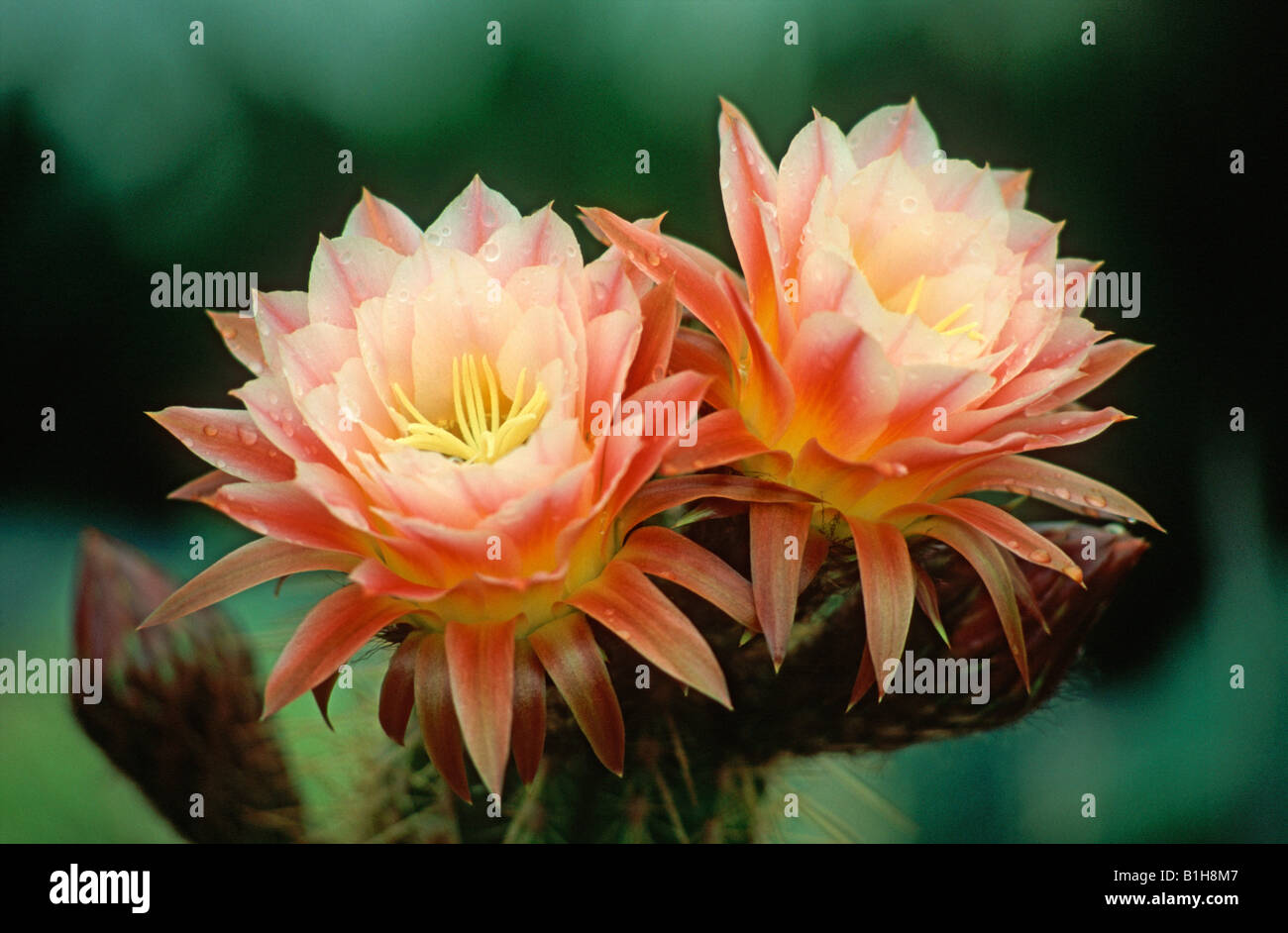 Echinopsis 'First Light' (Cactus flower) Stock Photo