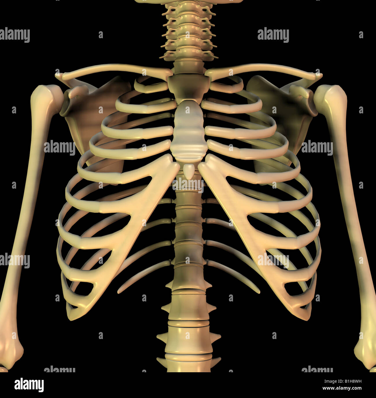 anatomy skeleton Stock Photo