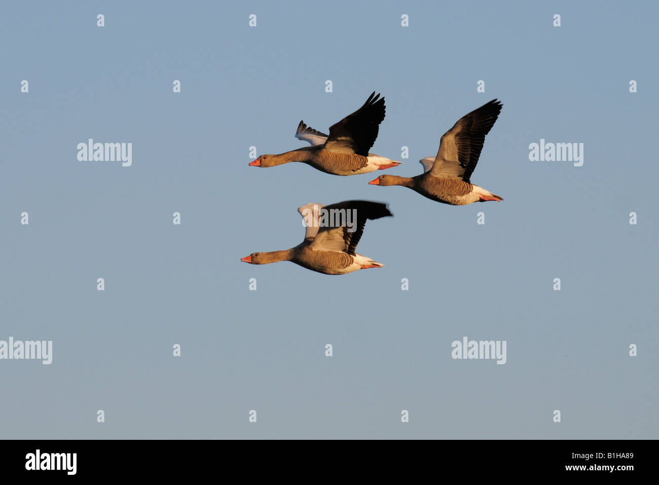 Greylag geese in flight Stock Photo