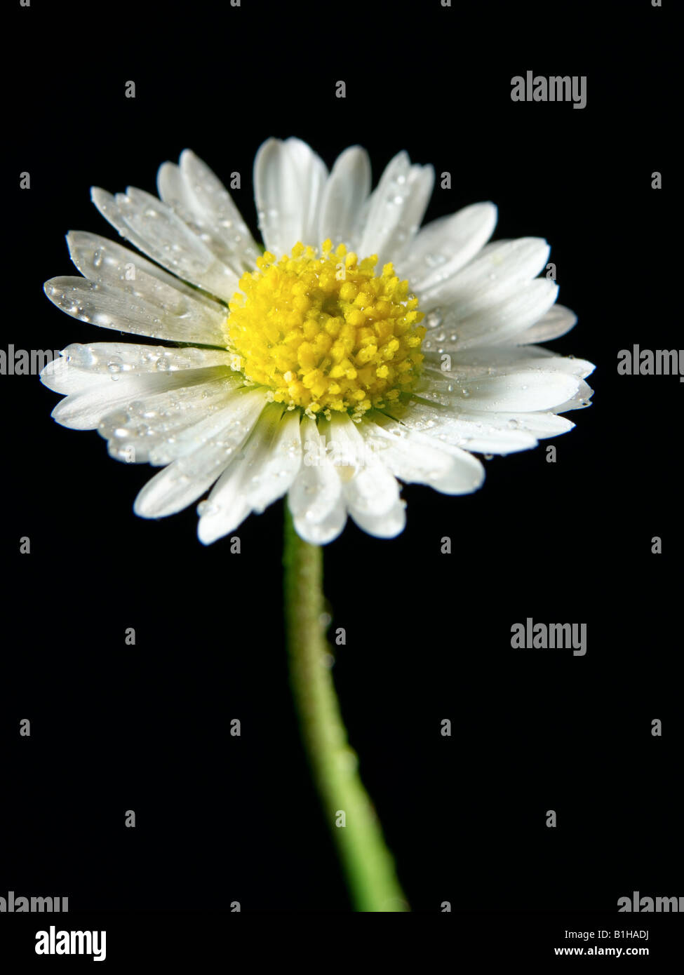 daisy flower Stock Photo