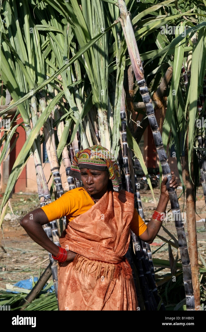 Woman selling first sugar cane harvest for Pongal , Tamil Nadu , India Stock Photo Alamy