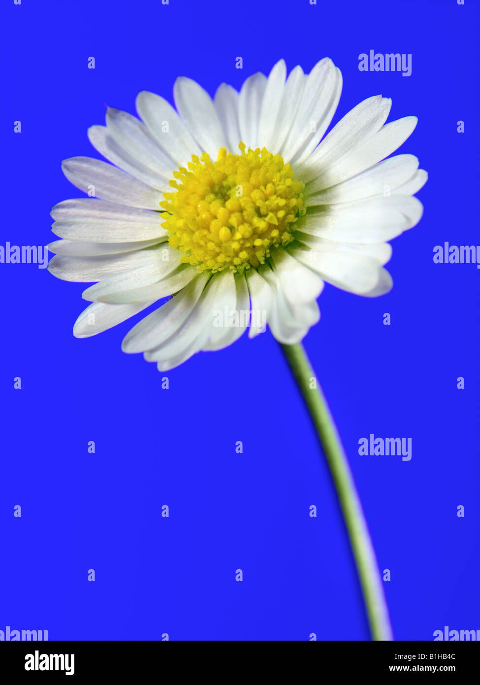 daisy flower Stock Photo Alamy