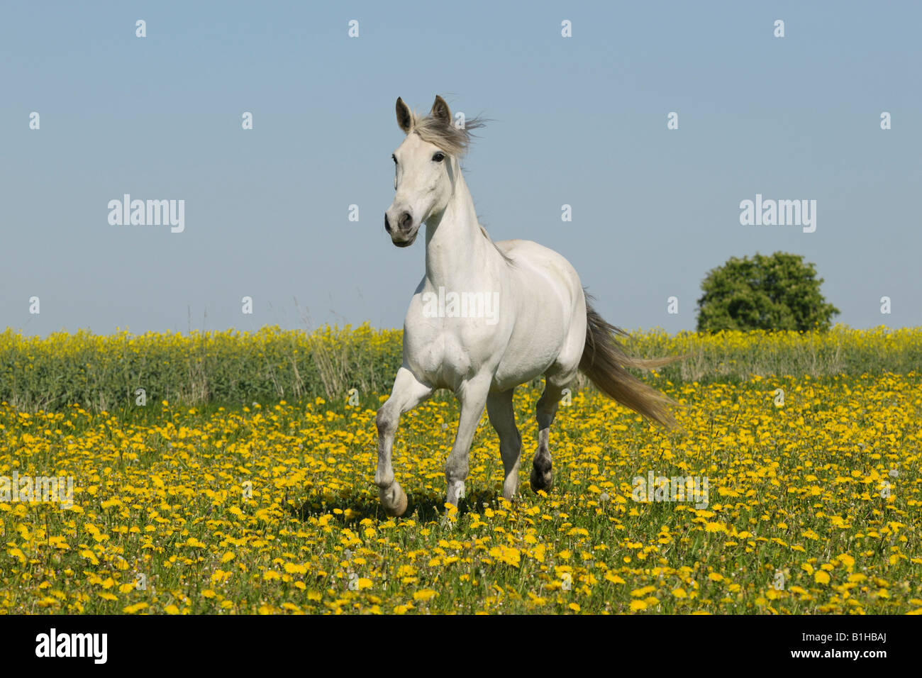 Paso Fino horse galloping in a flower meadow Stock Photo Alamy