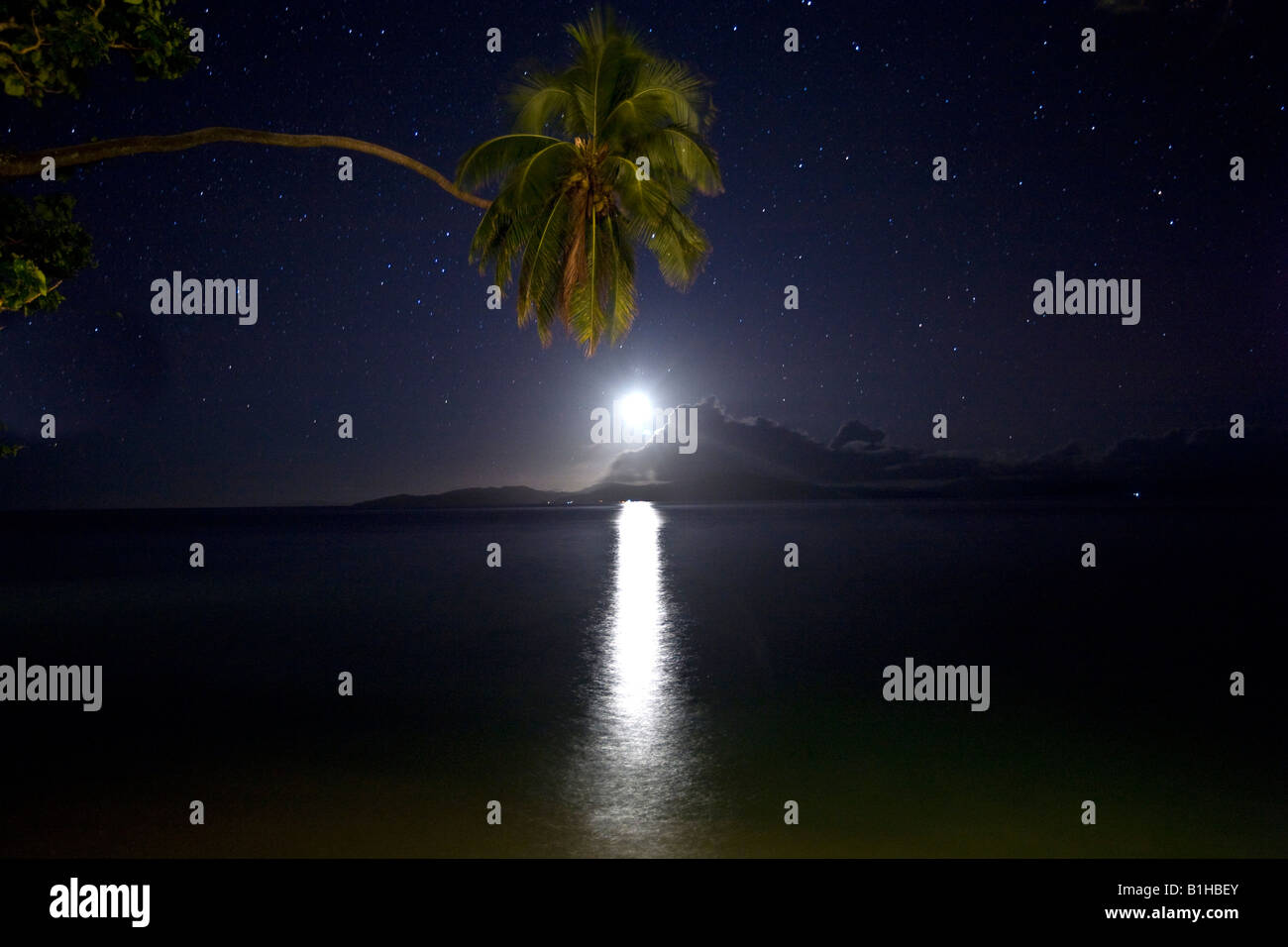 Full moon with stars Coconut Palm tree Taveuni Fiji Stock Photo - Alamy