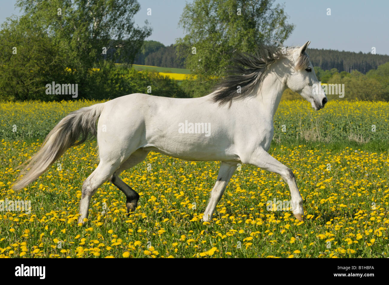 Paso Fino horse in a flower meadow Stock Photo