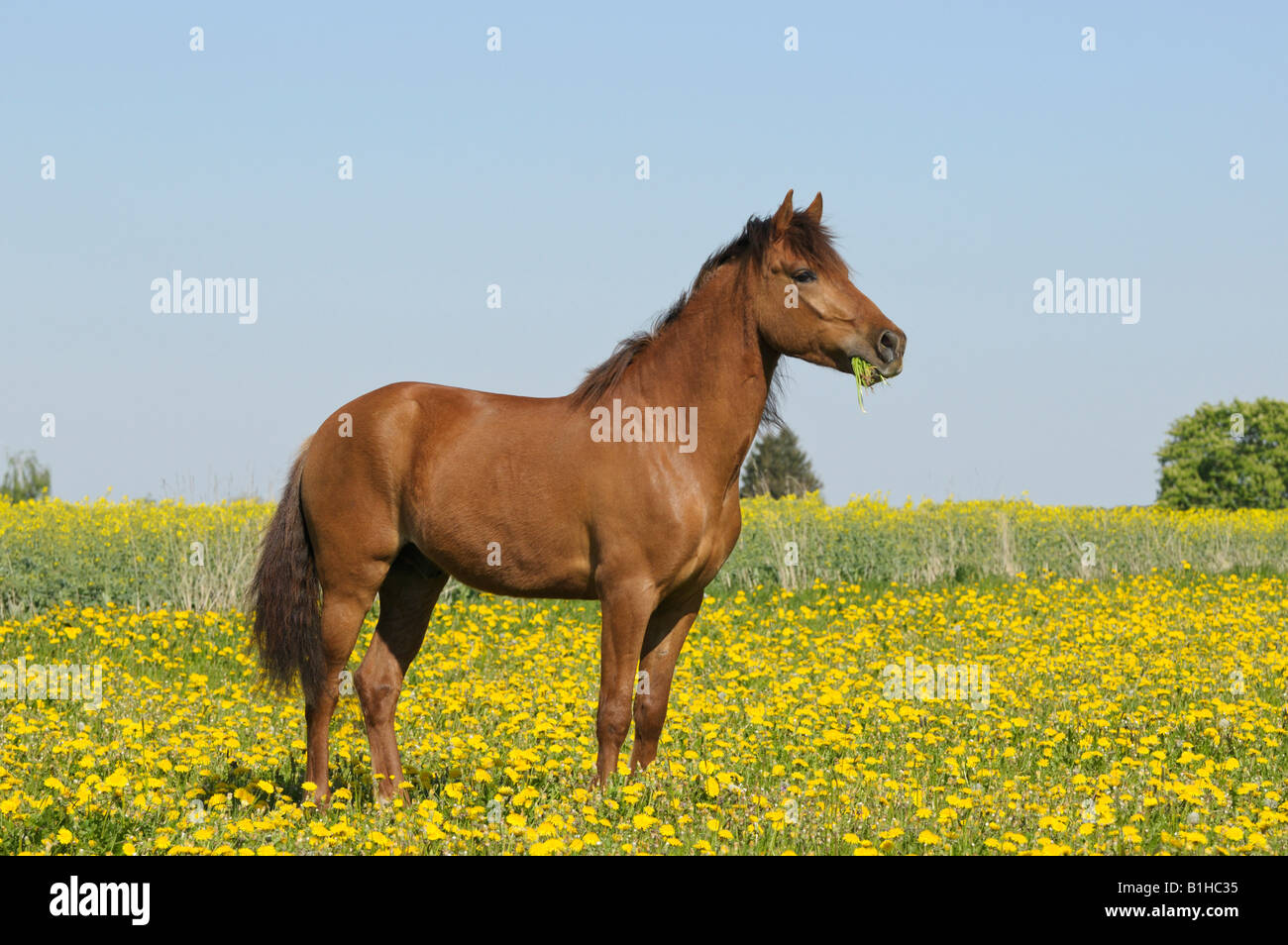 Paso Fino horse standing in a flower meadow Stock Photo