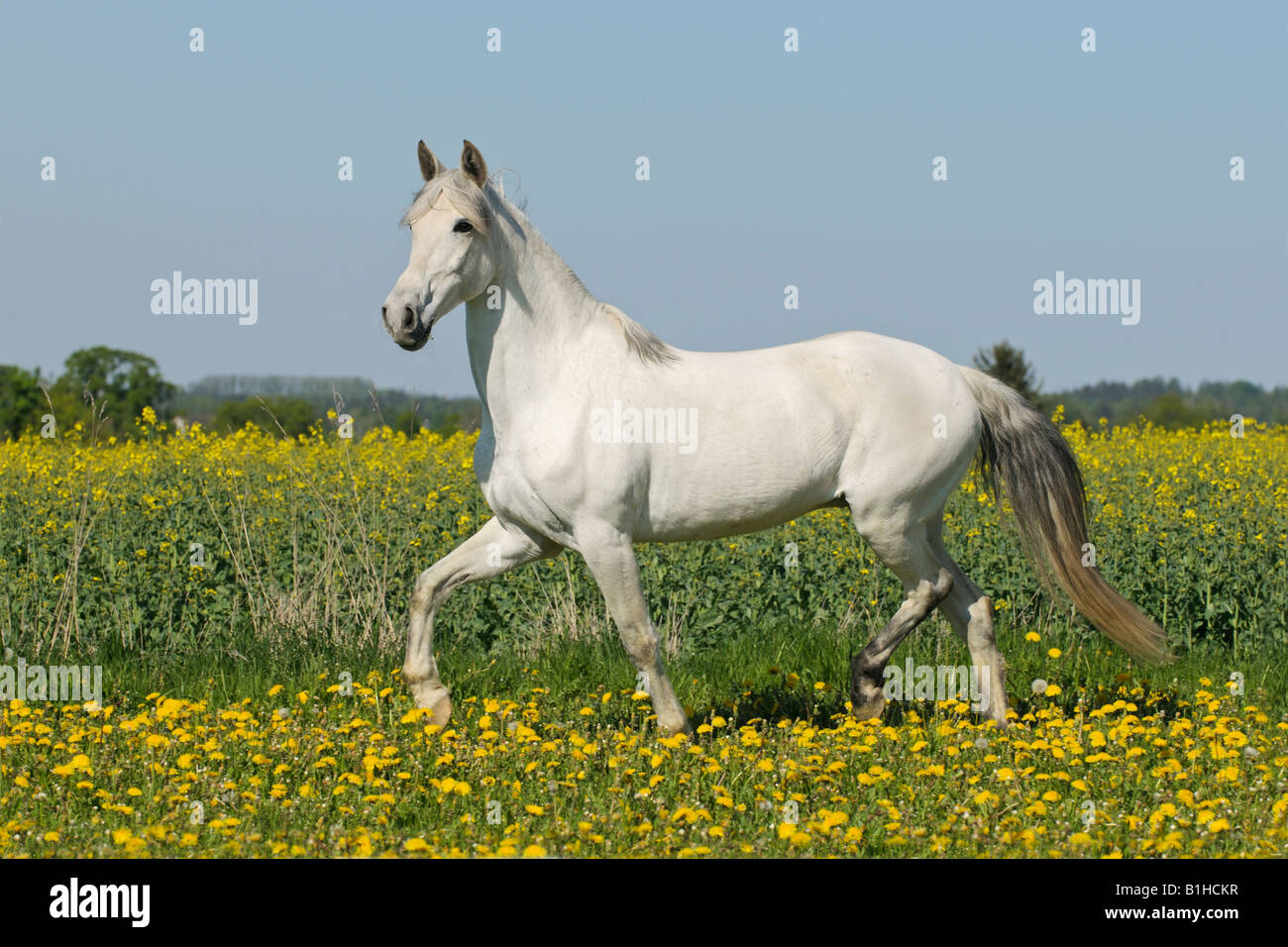 Paso Fino horse in a flower meadow Stock Photo