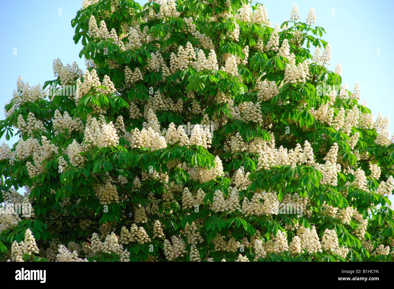 chestnut tree bloom Stock Photo 18208391 Alamy