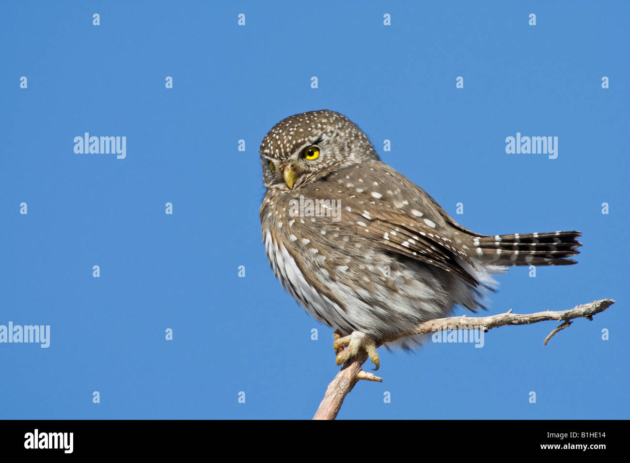 Northern pygmy owl Stock Photo - Alamy