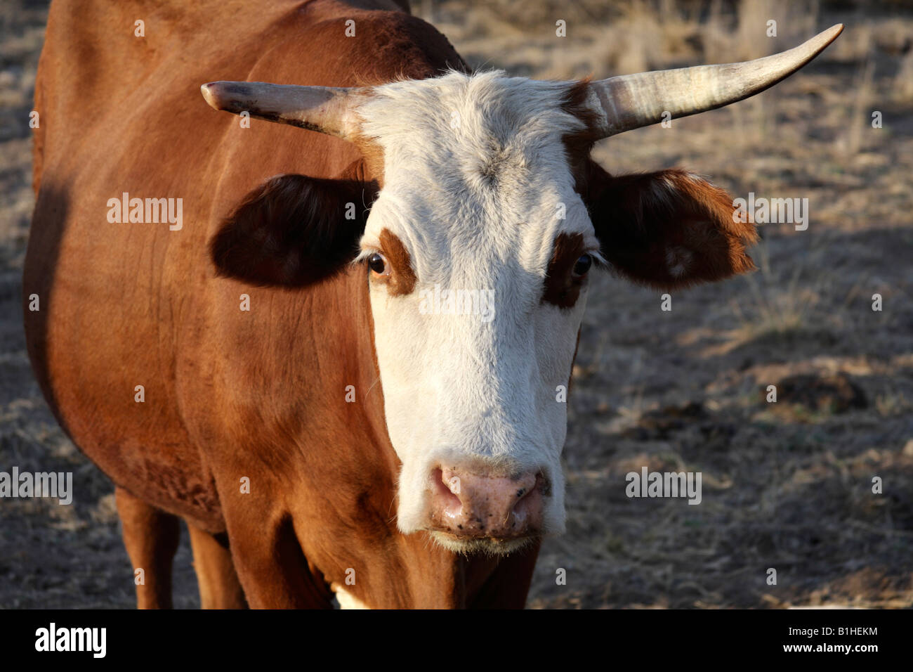 Close up of hereford cow hi-res stock photography and images - Alamy