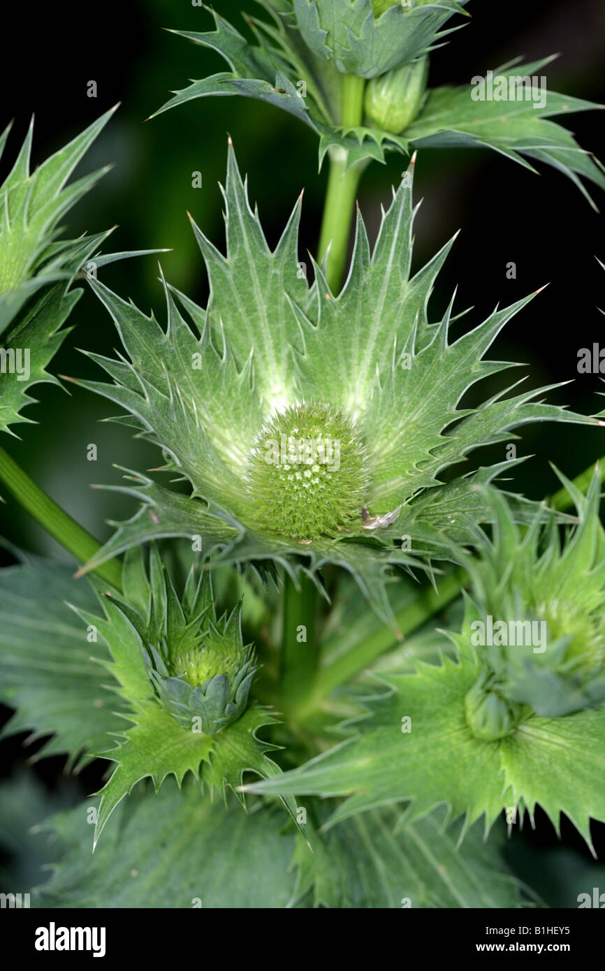 Evergreen eryngium hires stock photography and images Alamy