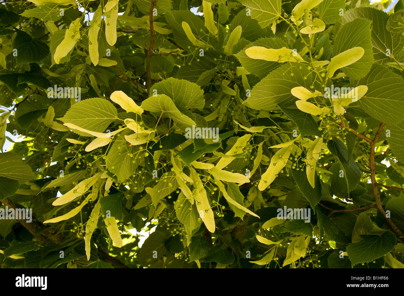 Lime tree flower buds, Indre, France Stock Photo Alamy
