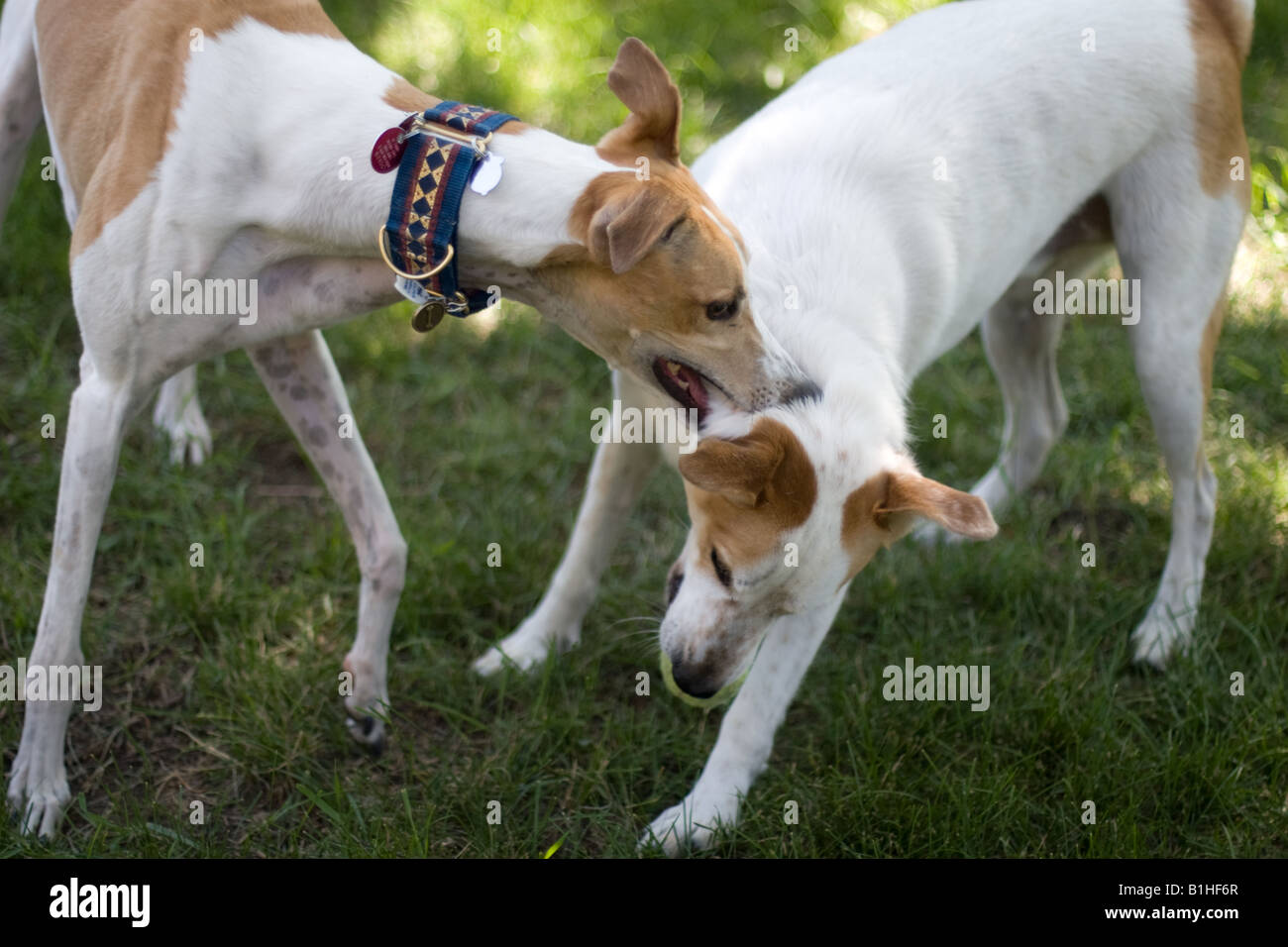 Two dogs playing rough Stock Photo Alamy