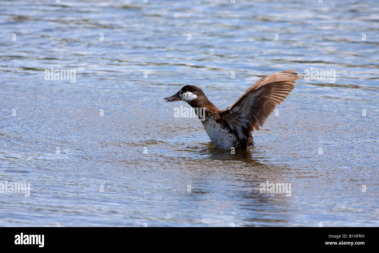 Ruddy Duck female taking off Stock Photo