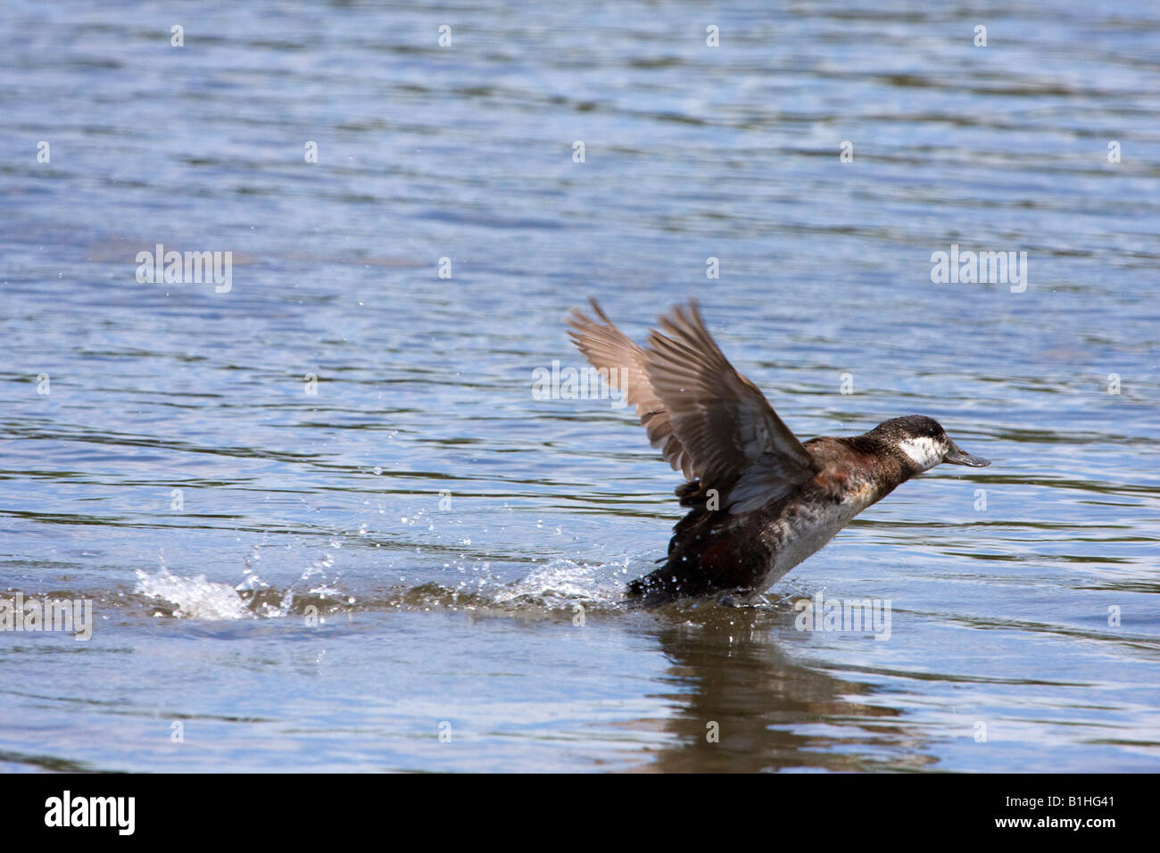 Ruddy Duck female taking off from water Stock Photo