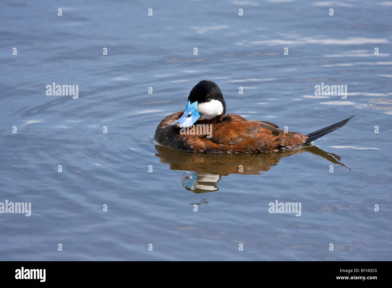 Ruddy Duck male in breeding plummage Stock Photo