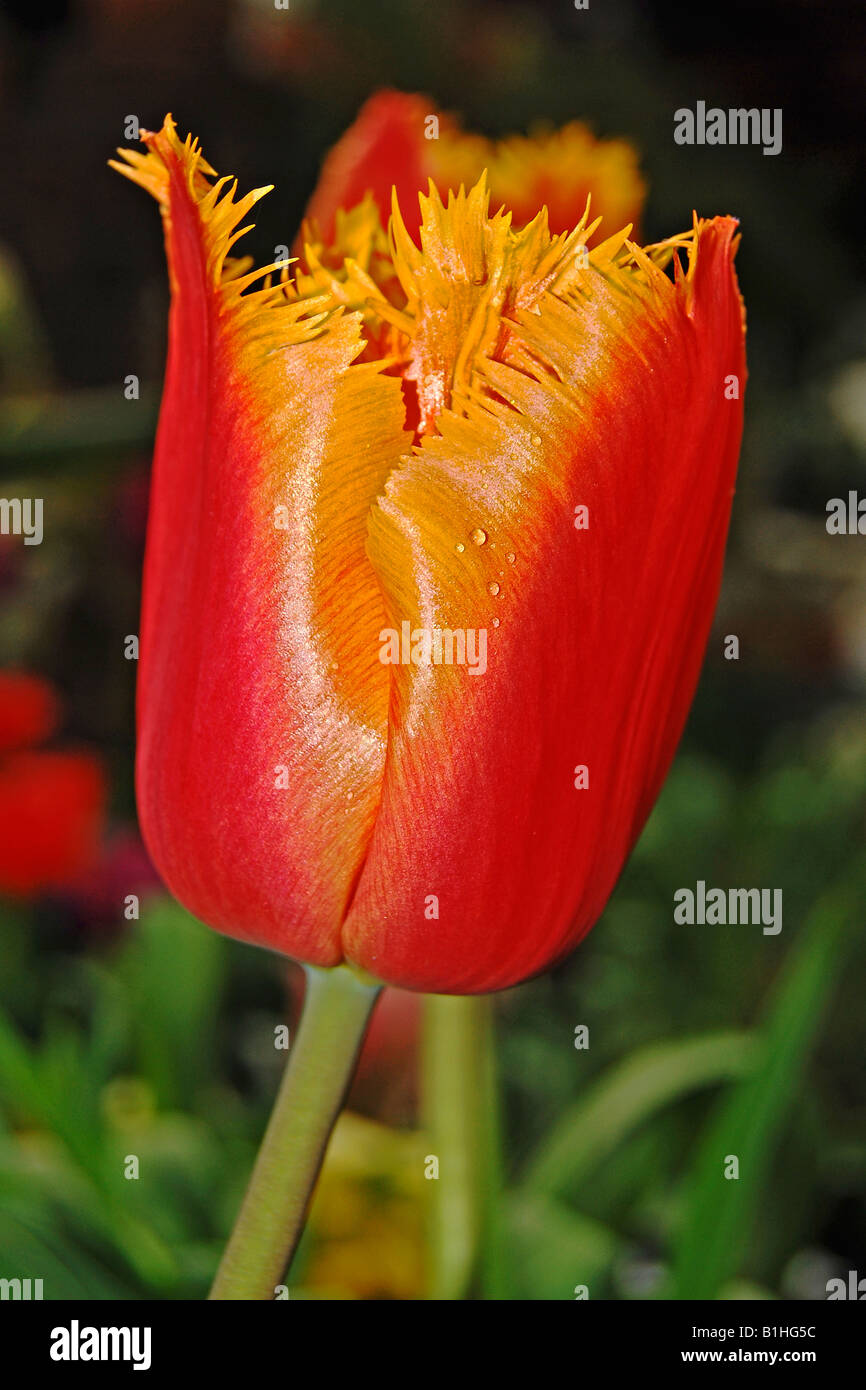 Tulipa 'Ballade' Stock Photo