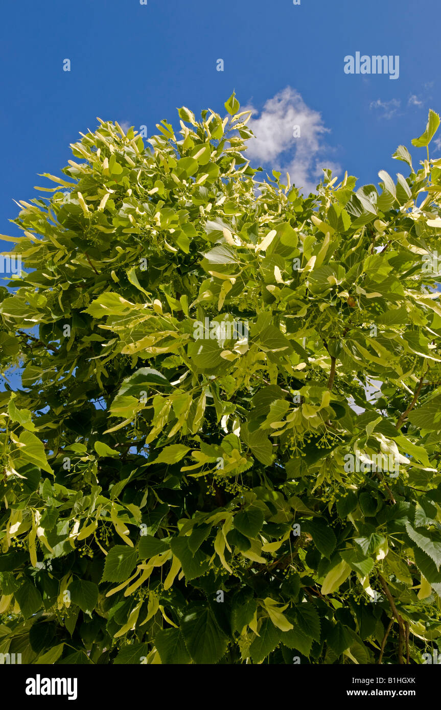 Lime tree flower buds, Indre, France Stock Photo Alamy