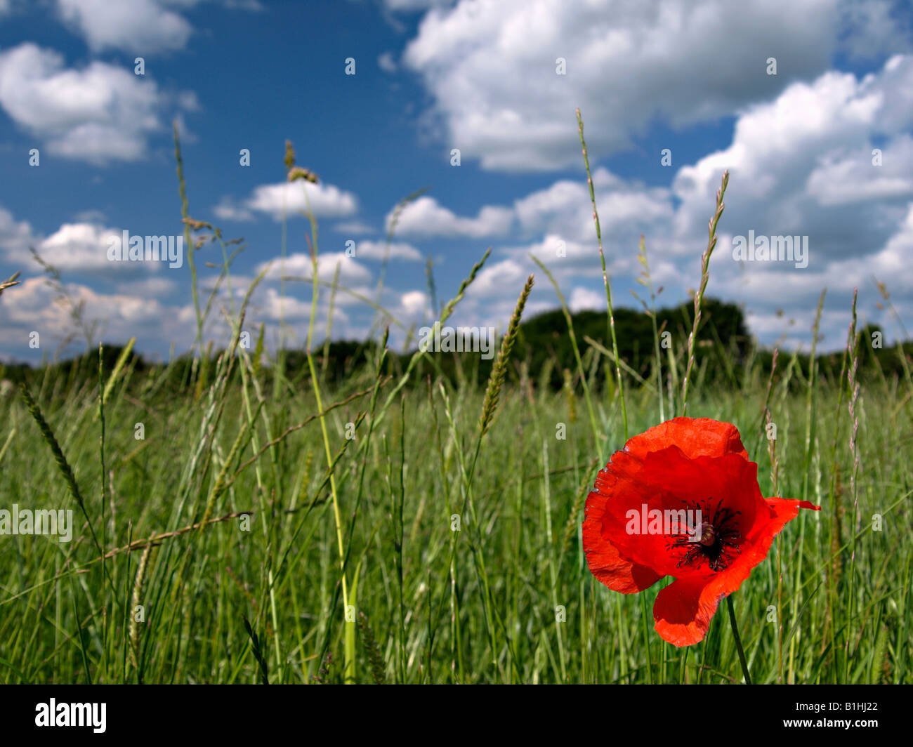 Poppy in isolation hi-res stock photography and images - Alamy
