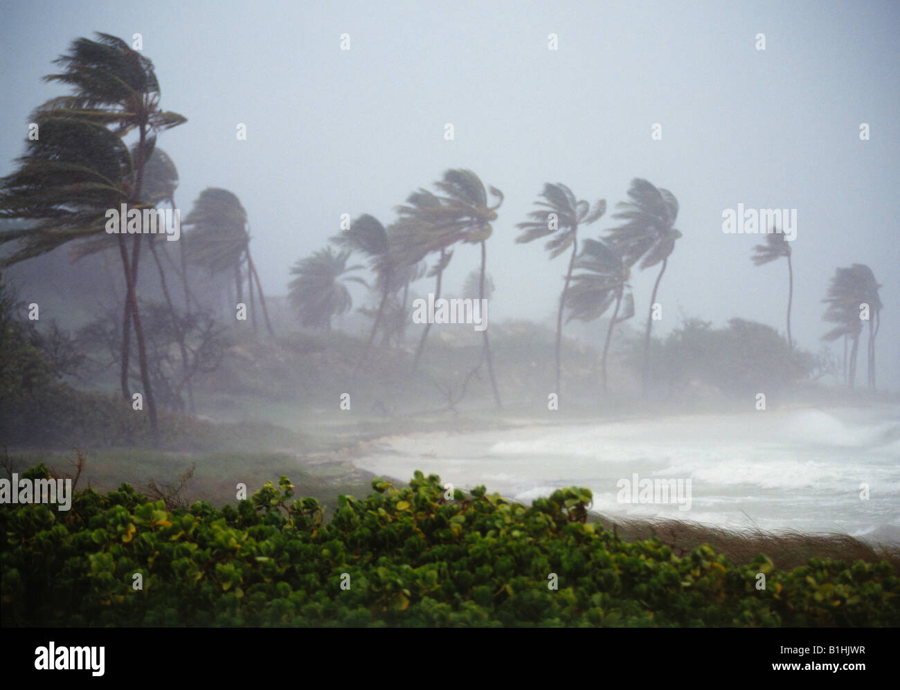 Hurricane Winds Antigua West Indies Stock Photo