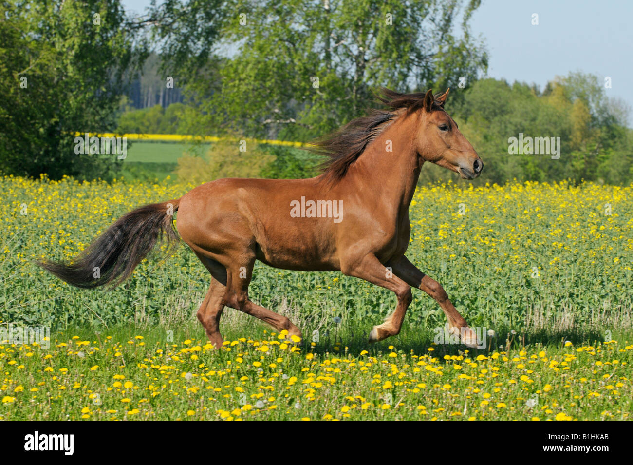 Galloping Paso Fino horse Stock Photo