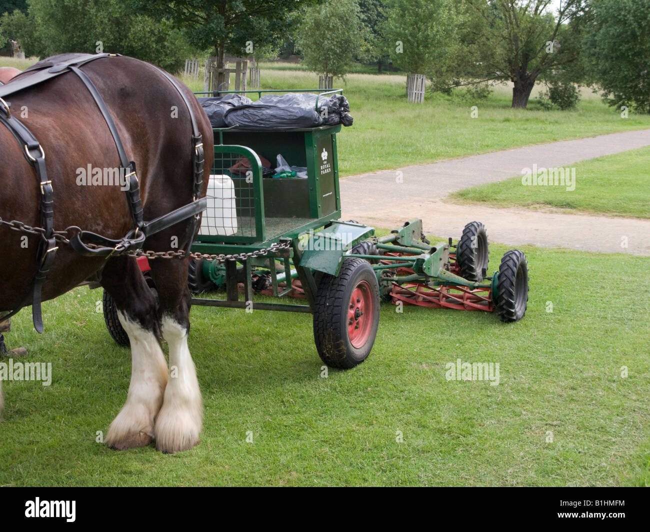 A lawn mower implement being pulled behind a pair of Shire horses in