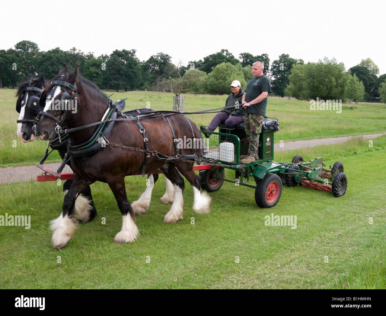 A pair of Shire horses pulling a lawn mower implement in Richmond Park