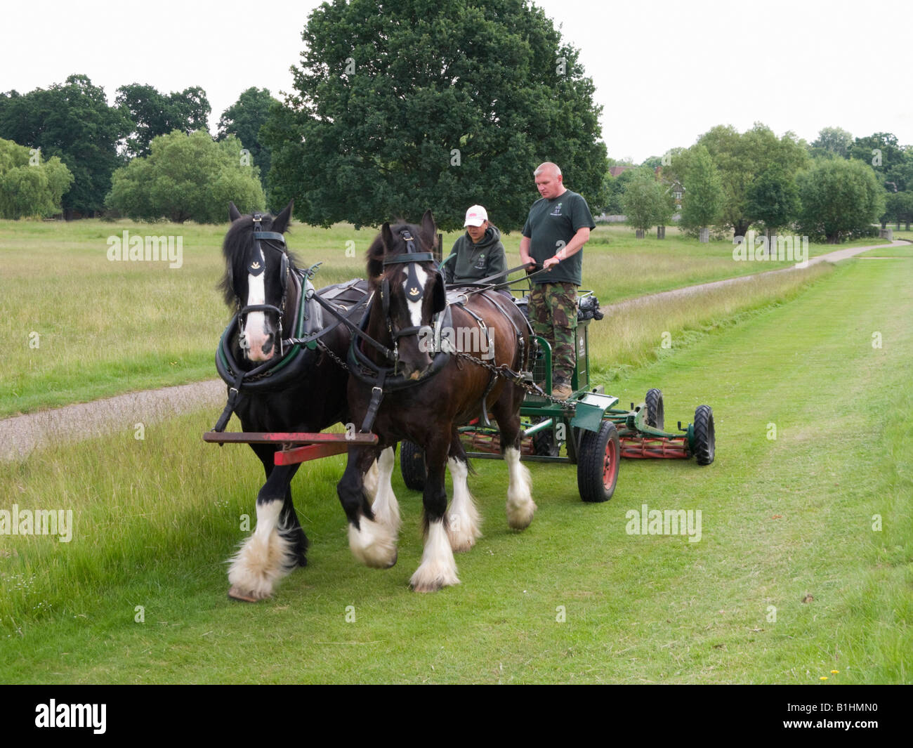 A pair of Shire horses pulling a lawn mower implement in Richmond Park