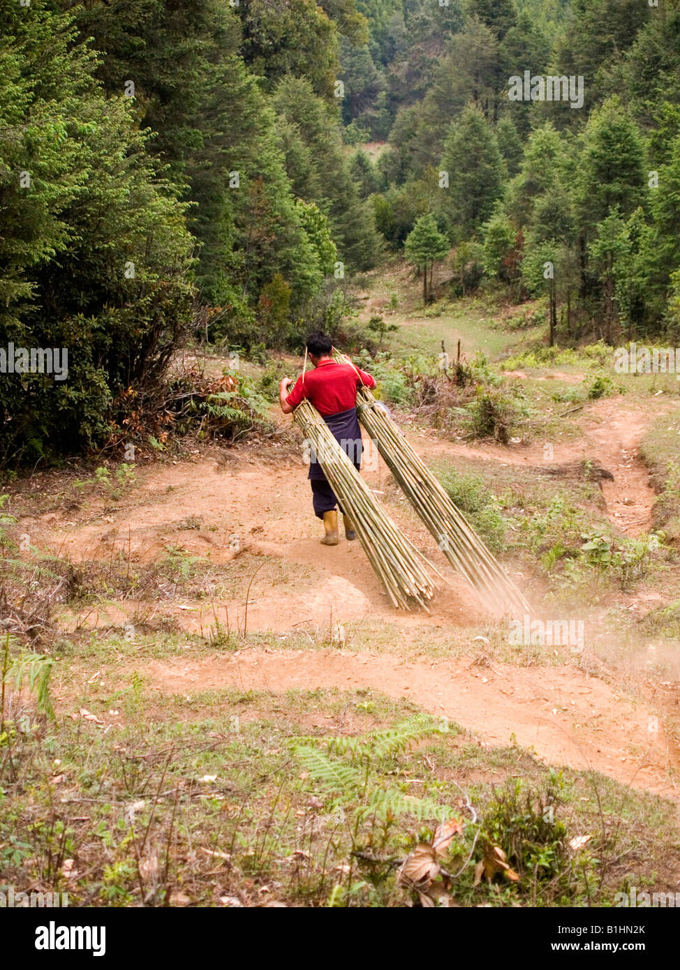 Nepali man running down steep trail with bamboo poles on the Singalila Ridge in India Stock Photo