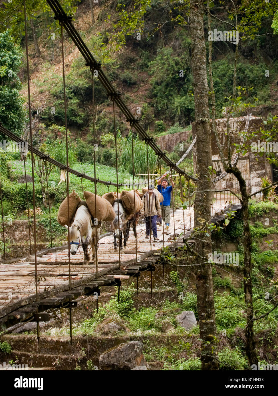 trekkers horses crossing a bridge on the Singalila Ridge trail along the Nepal India border Stock Photo