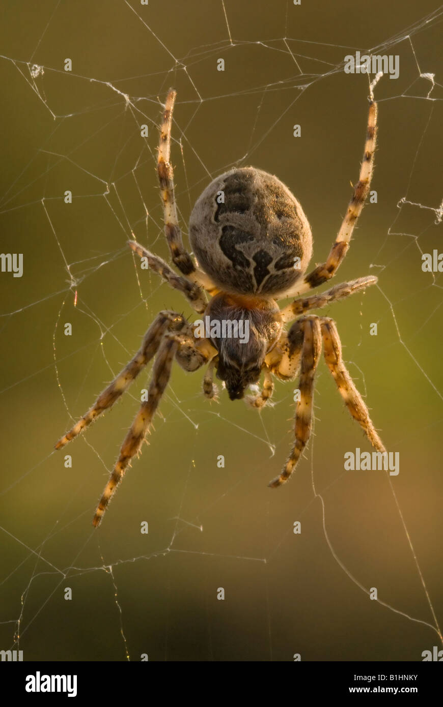 European garden spider in warm light Stock Photo - Alamy