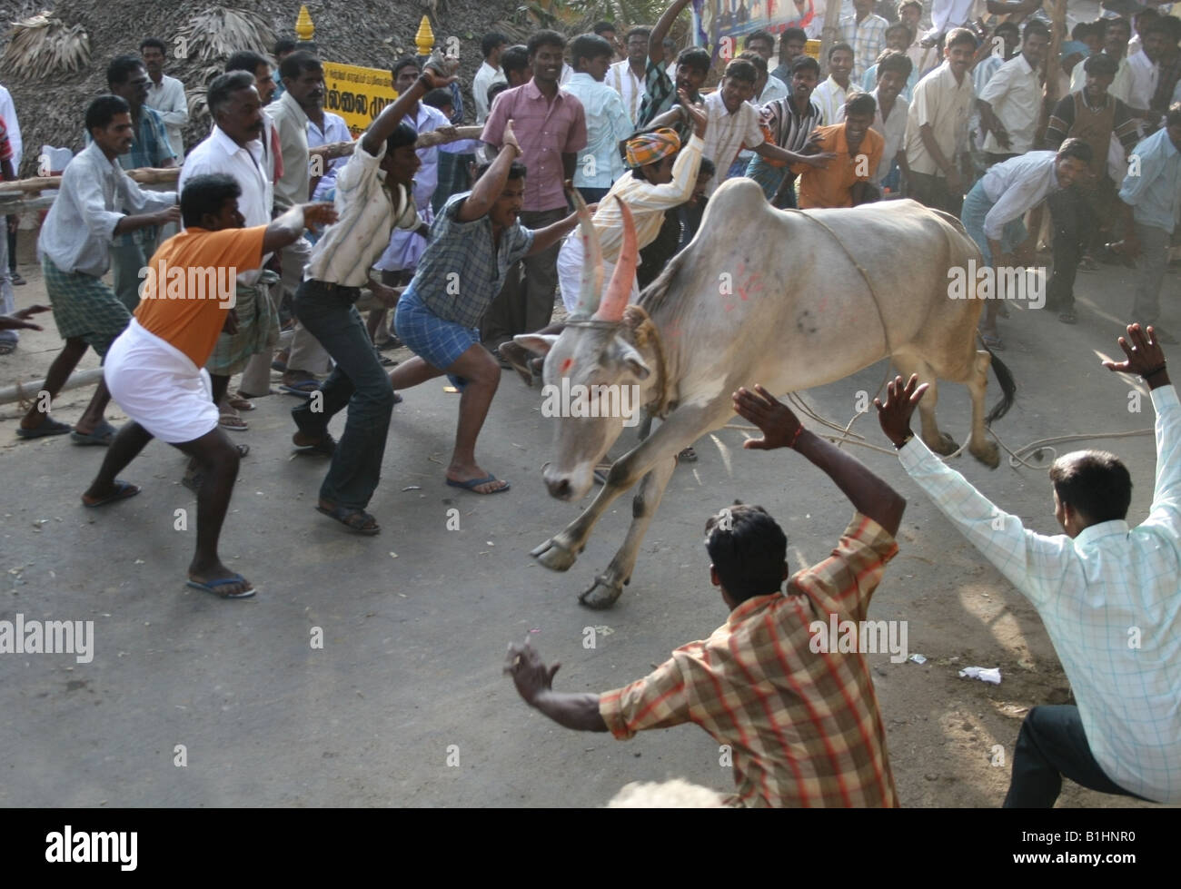 Bull racing , running of the bulls for Pongal or Sankranthi . Tamil ...
