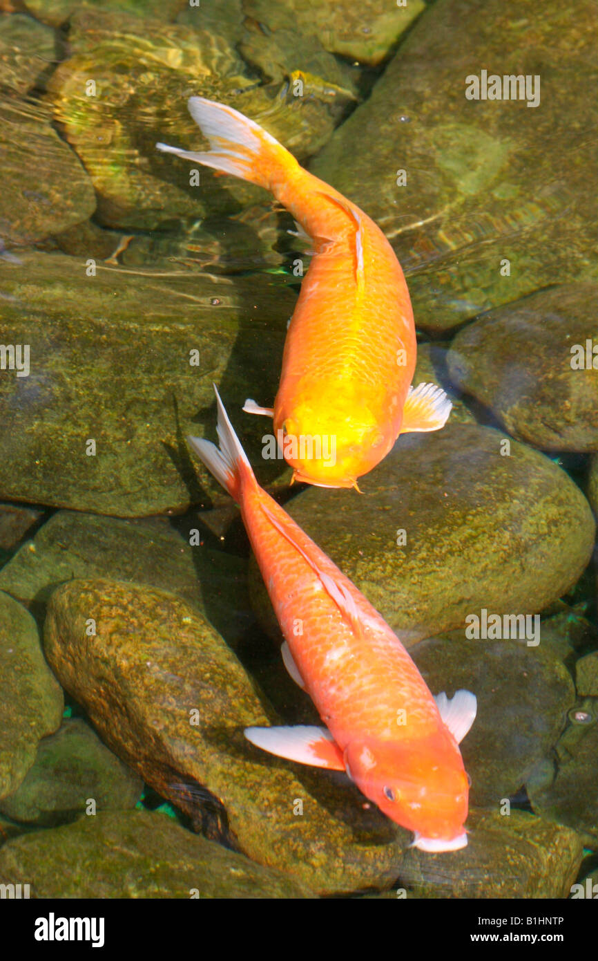 Koi japanese fish hires stock photography and images Alamy