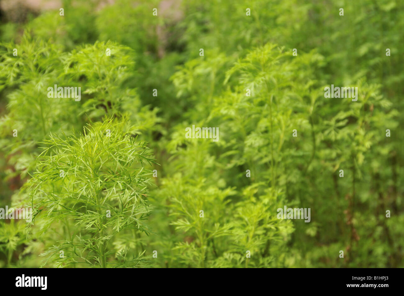 Redstem Wormwood Artemisia scoparia Stock Photo