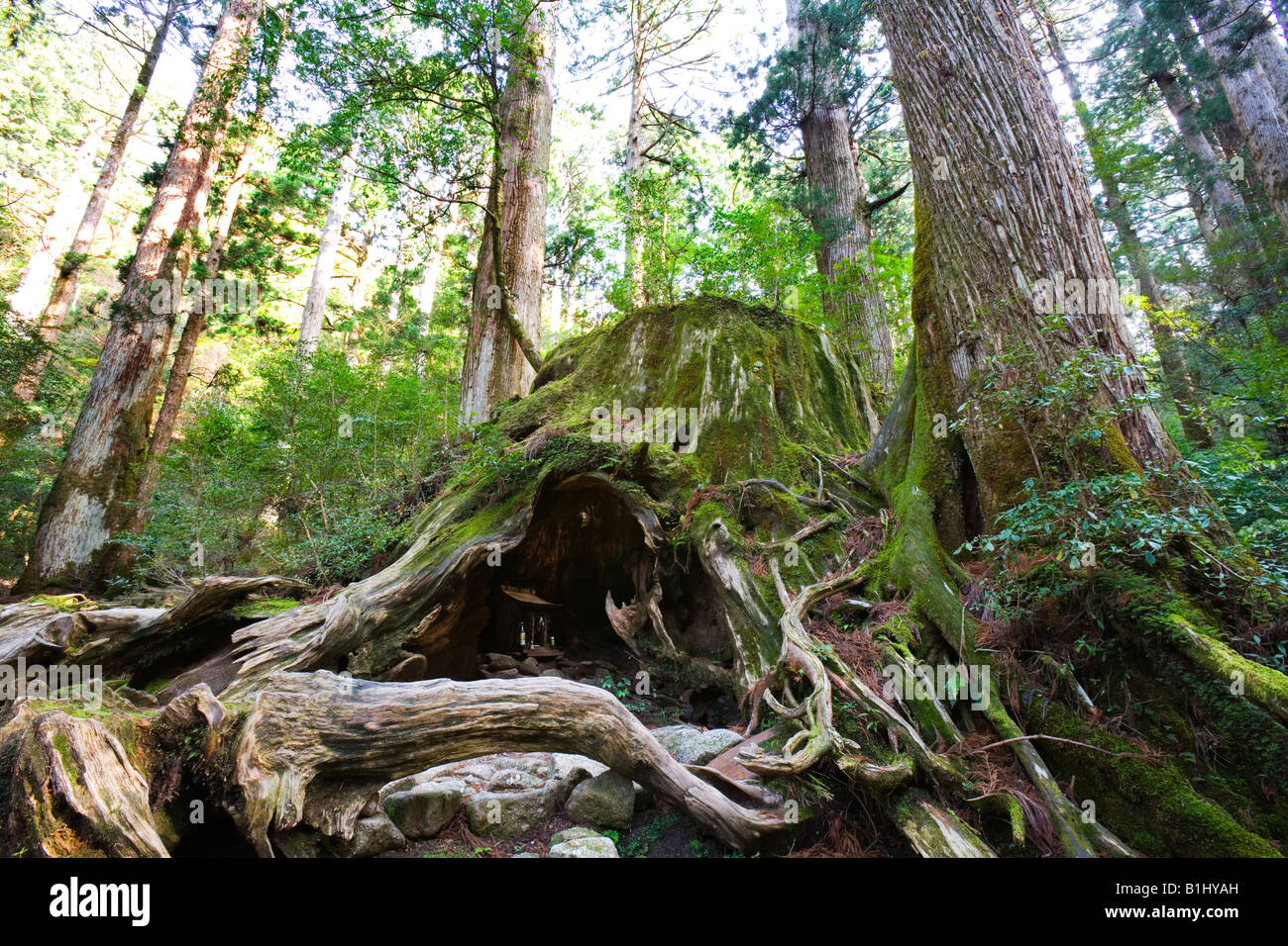 Low Angle View Of Trees In A Forest Wilson Stump Yakushima Island Kagoshima Prefecture Japan Stock Photo Alamy