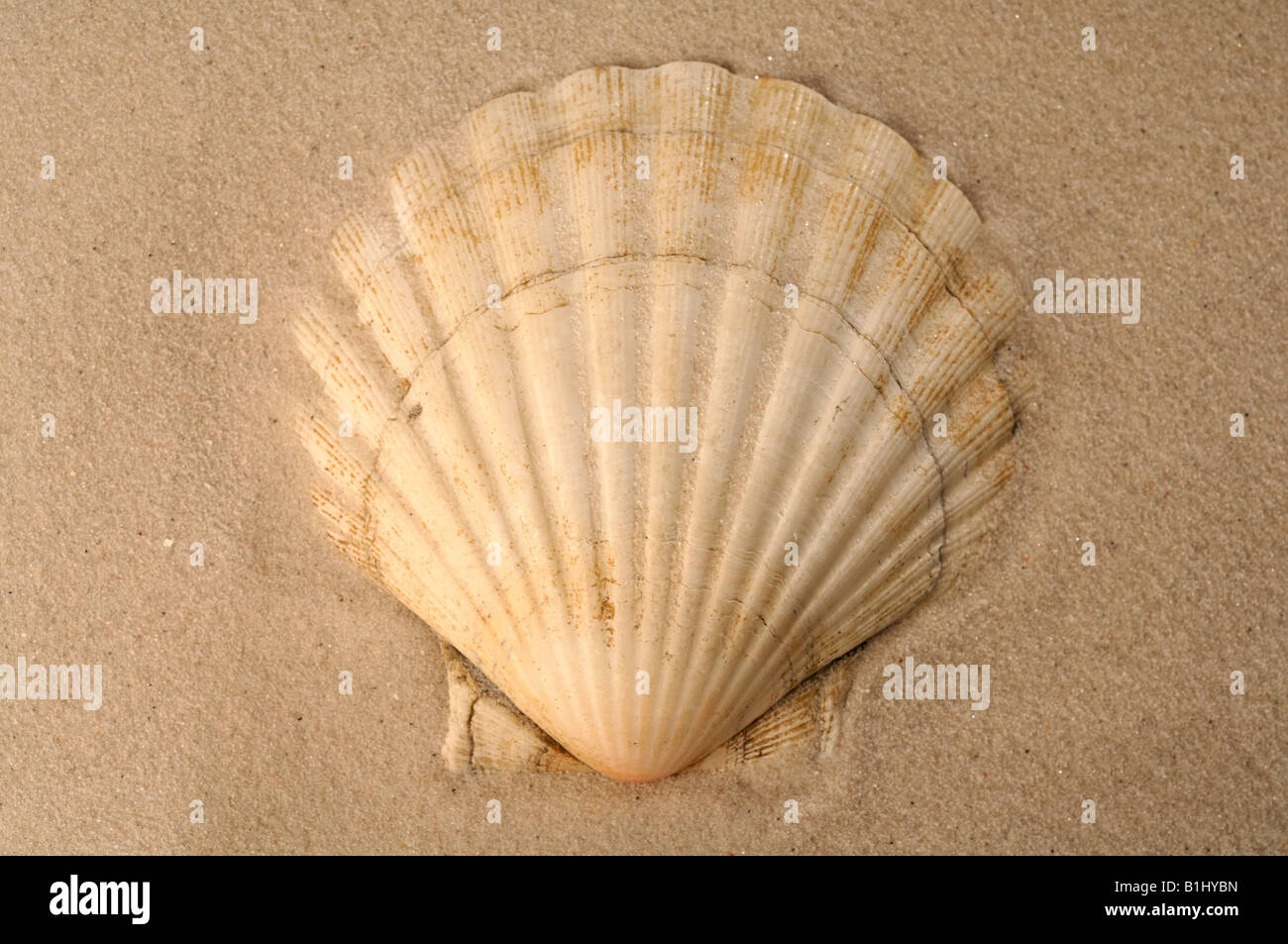 Sea shell in the sand Stock Photo - Alamy