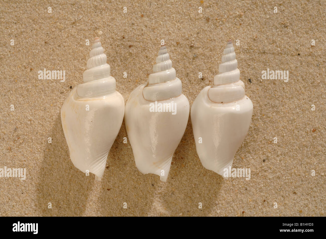 Three Snail Shell Three snail shells in the sand Stock Photo - Alamy