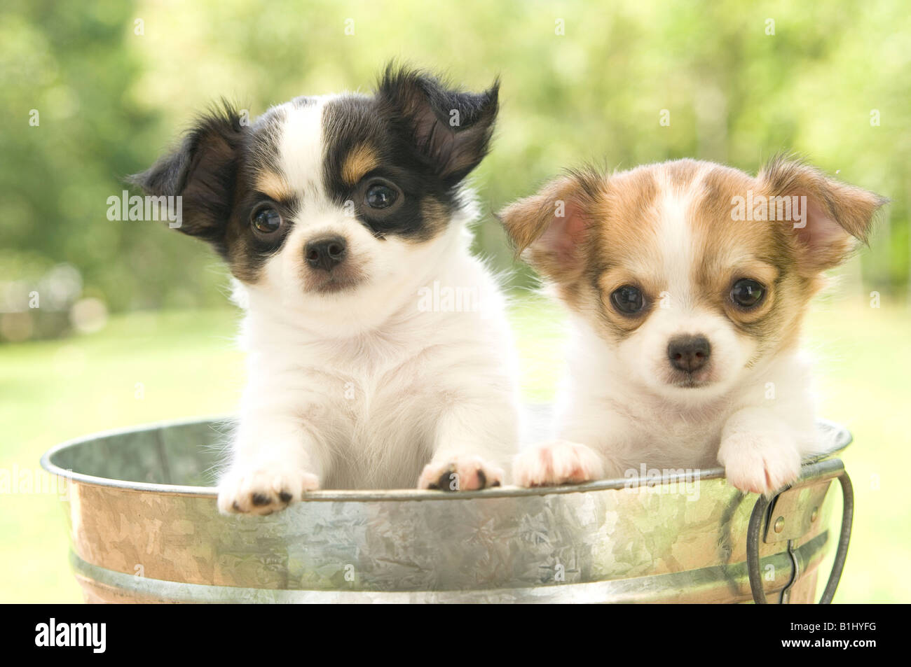 Can You Bathe A 4 Week Old Puppy